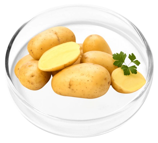 Pyridoxal 5'-Phosphate